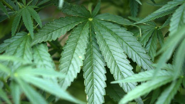 Polizei findet Marihuana-Plantage mit mehr als 1000 Pflanzen