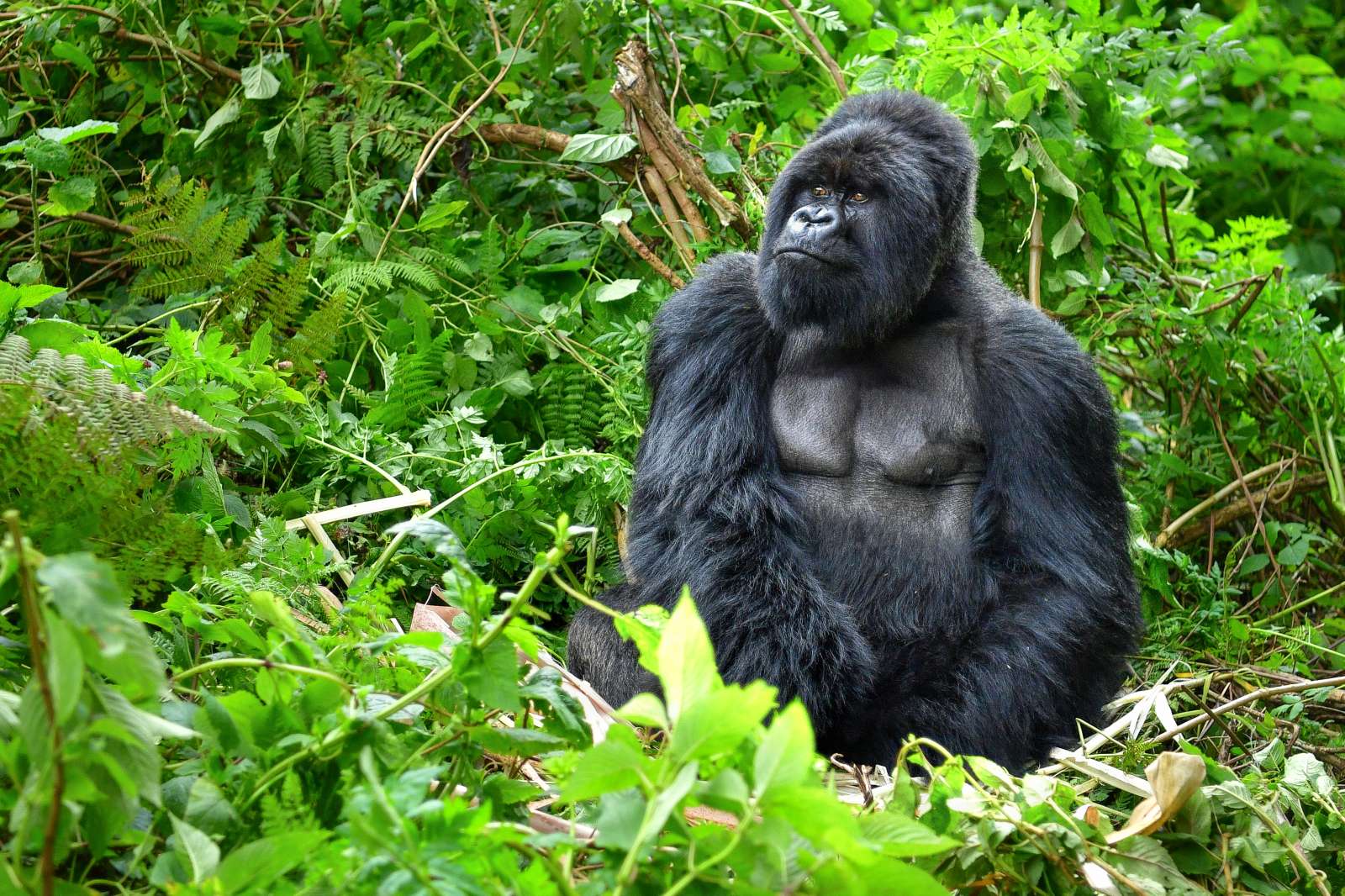 Gorillák ezreit mentették meg a Wall Streetet felforgató kisbefektetők