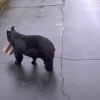 Az Amazonról rendelt vécépapírcsomagot lopott egy medve