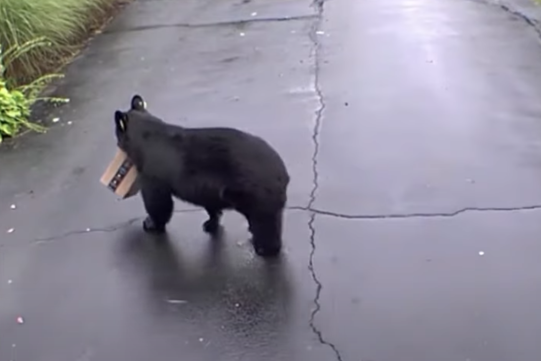 Az Amazonról rendelt vécépapírcsomagot lopott egy medve