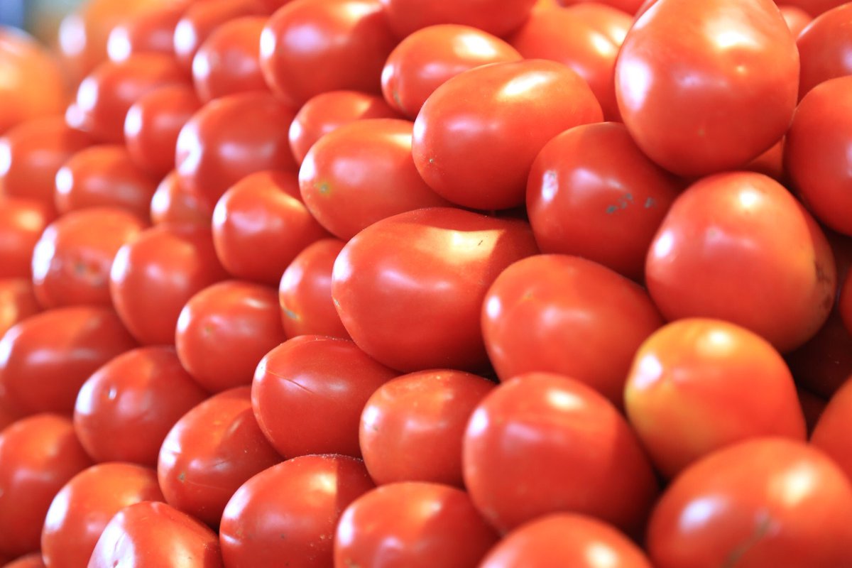 México y EU definen la situación de los aranceles al tomate mexicano • Forbes México