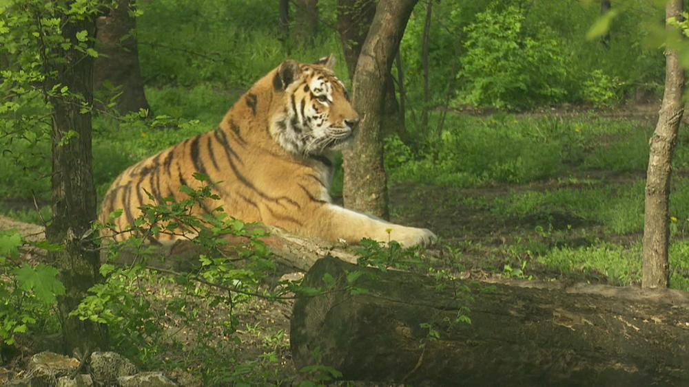 Как венгры лечили амурского тигра по кличке Игорь