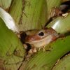 Новый вид панамской лягушки назван в честь Греты Тунберг.