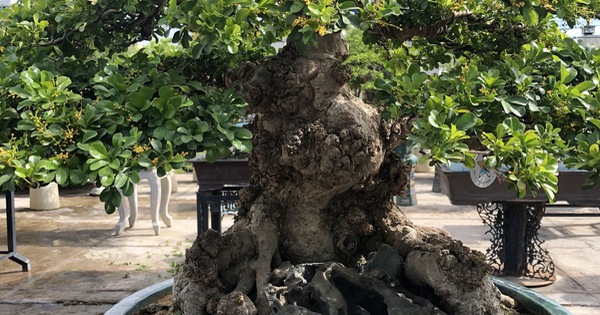 Mãn nhãn với cây ngâu bonsai cổ thụ trị giá hàng tỉ đồng